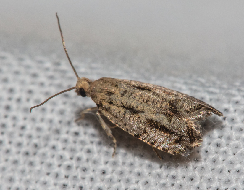 Epinotia granitana - lucfenyőkéreg-tükrösmoly
