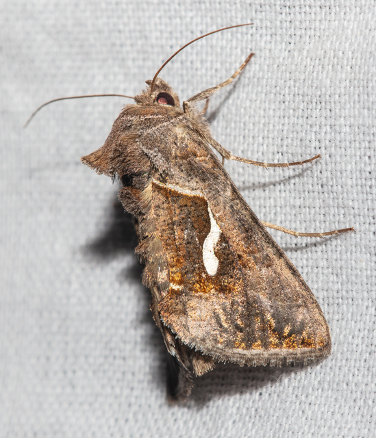Macdunnoughia confusa - cseppfoltos ezüstbagoly