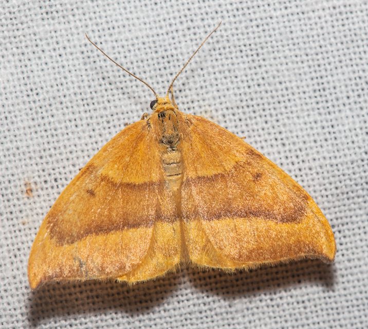 Watsonalla cultraria - bükkfa-sarlósszövő