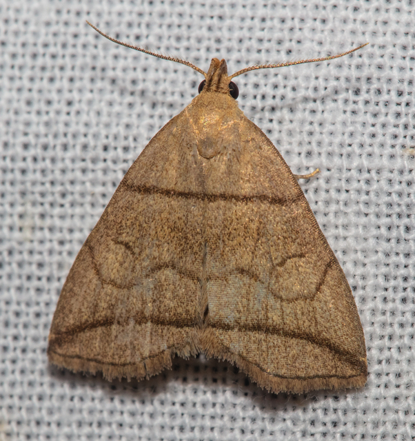 Herminia grisealis - ligeti karcsúbagoly