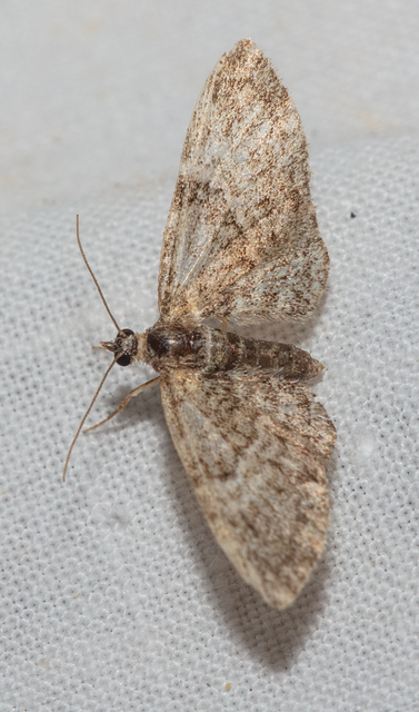 Eupithecia dodoneata - tölgy-törpearaszoló