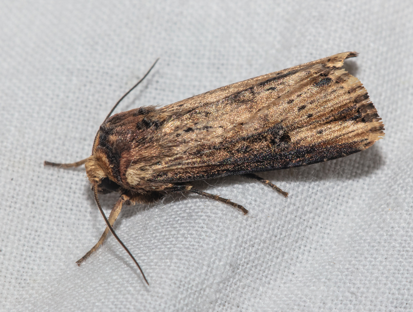 Axylia putris - vonalkás földibagoly
