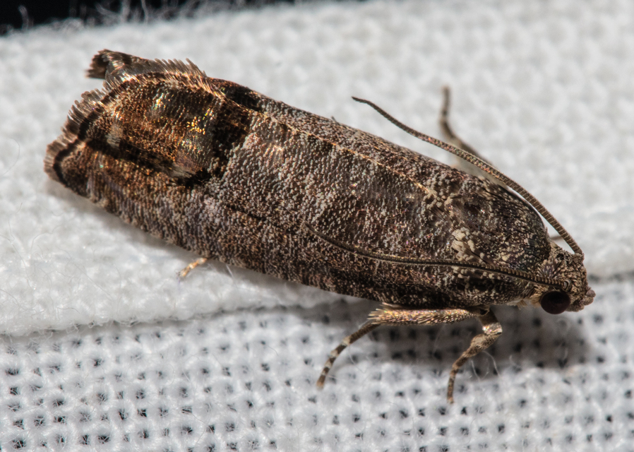 Cydia pomonella - almamoly