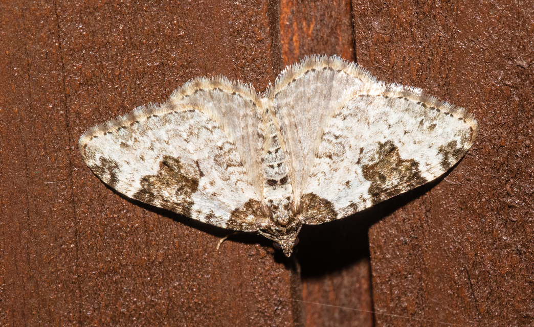 Xanthorhoe fluctuata - közönséges tarkaaraszoló
