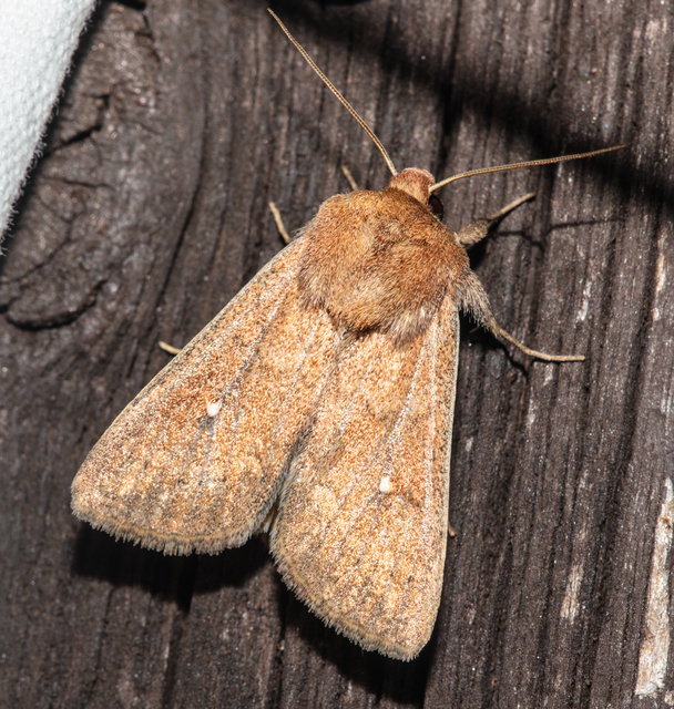 Mythimna albipuncta - fehérpettyes rétibagoly