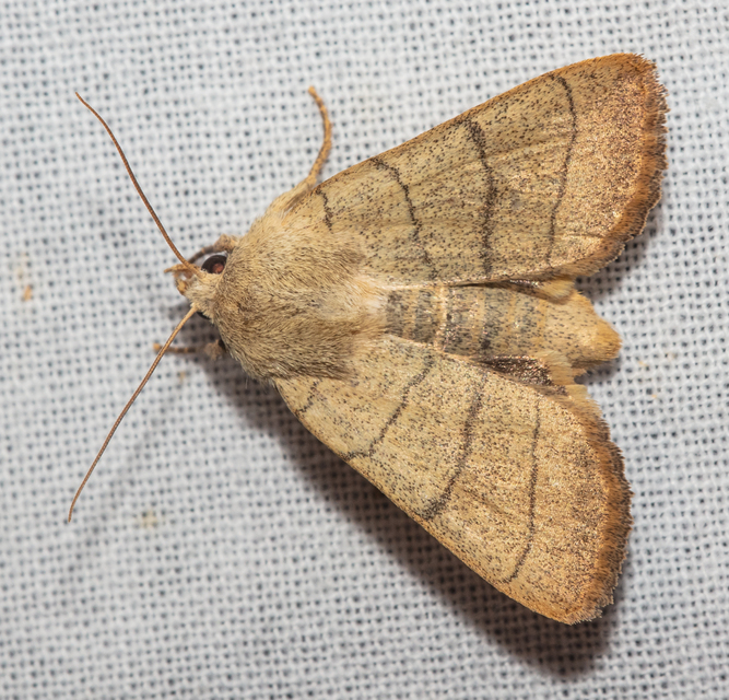 Charanyca trigrammica - háromsávos lombbagoly