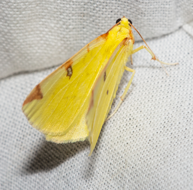Opisthograptis luteolata - citromsárga araszoló