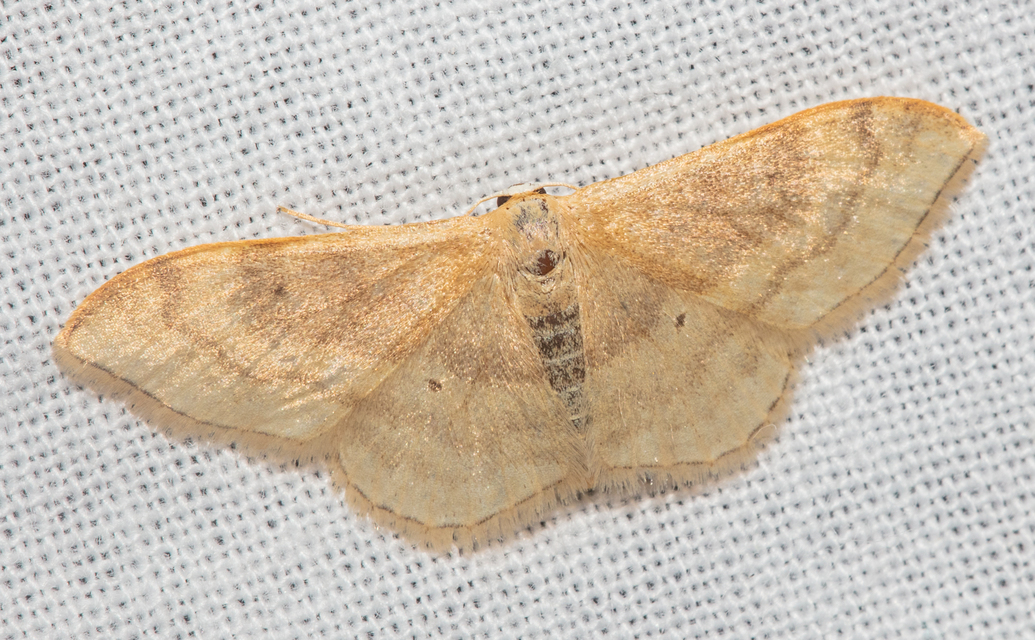 Idaea degeneraria - barnasávos araszoló