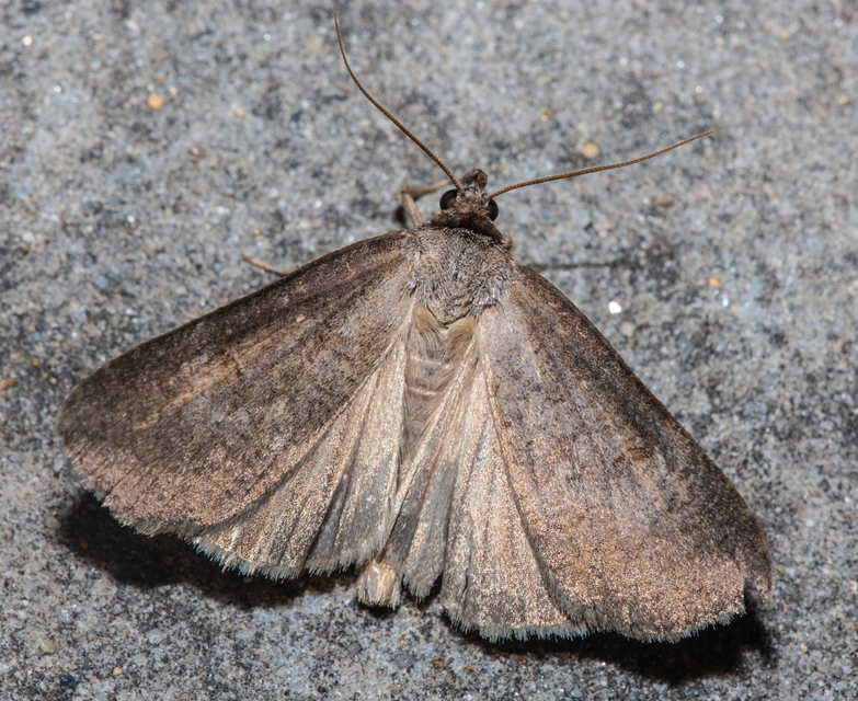 Lygephila procax - fekete csüdfűbagoly
