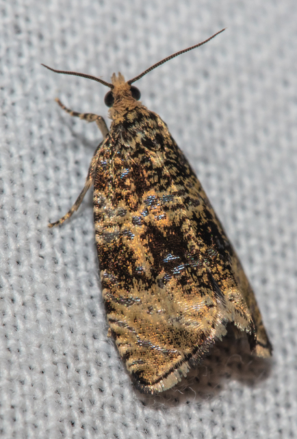 Celypha lacunana - vízparti tükrösmoly