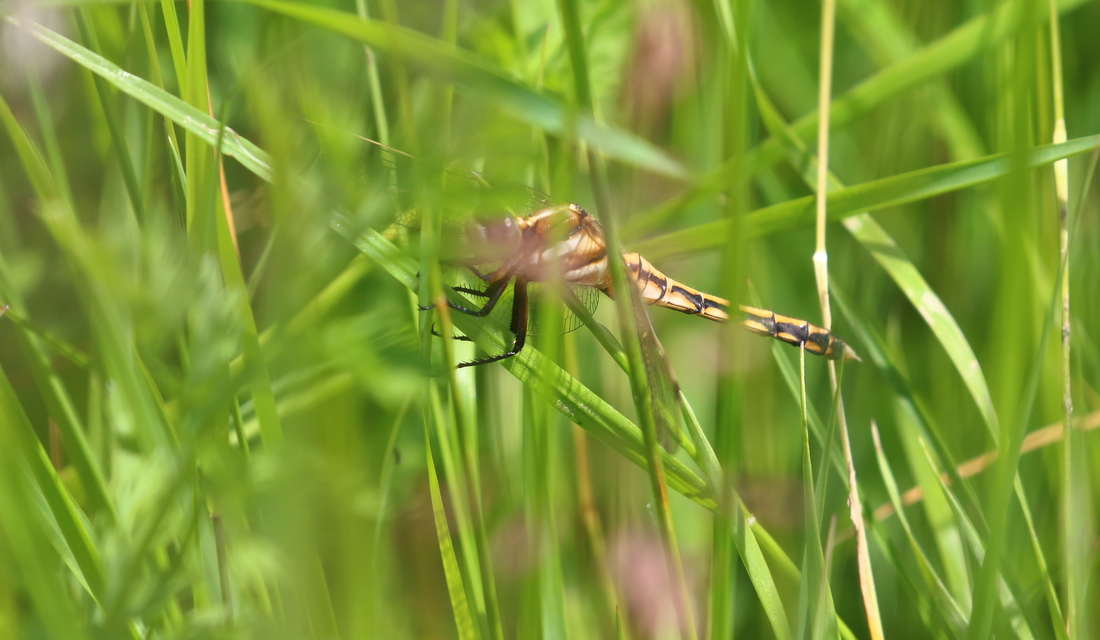 Orthetrum albistylum - fehérfarkú pásztorszitakötő