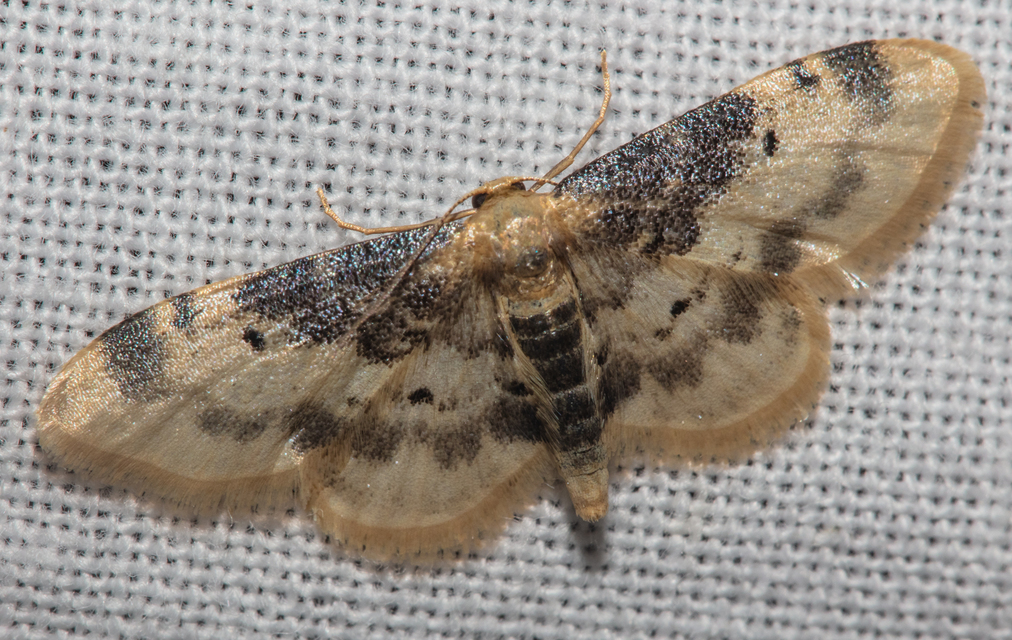 Idaea filicata - sötéttövű apróaraszoló