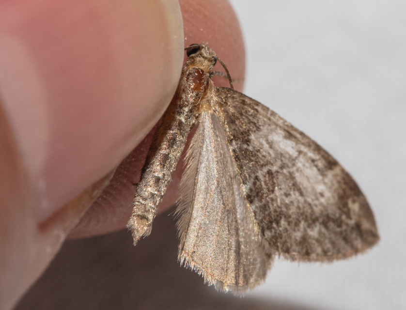 Thera variata - változékony fenyőaraszoló