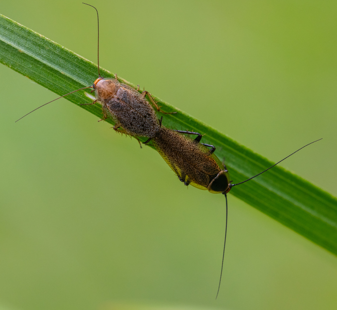 Ectobius erythronotus - sárgatorú erdeicsótány