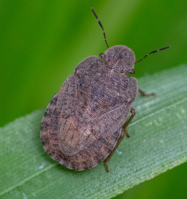 Sciocoris Sciocoris
