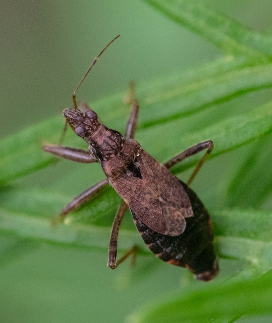 Himacerus