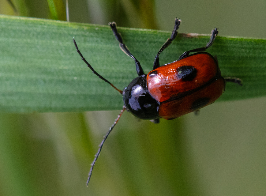 Cryptocephalus bipunctatus - kétpettyes zömökbogár