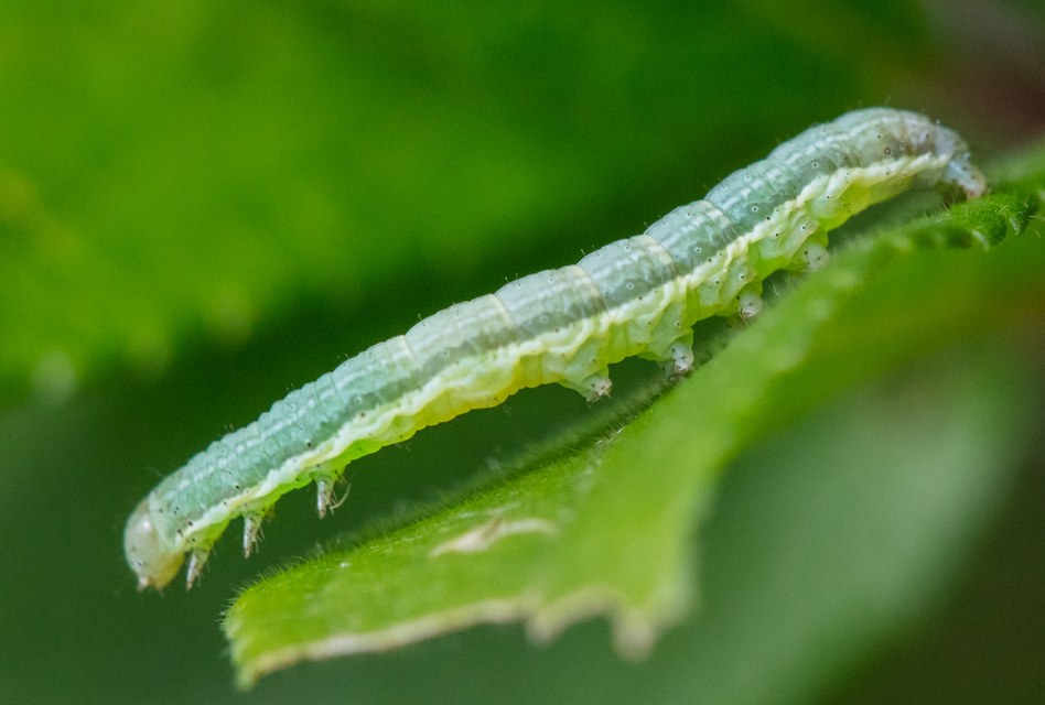 Hecatera dysodea - parajbagoly