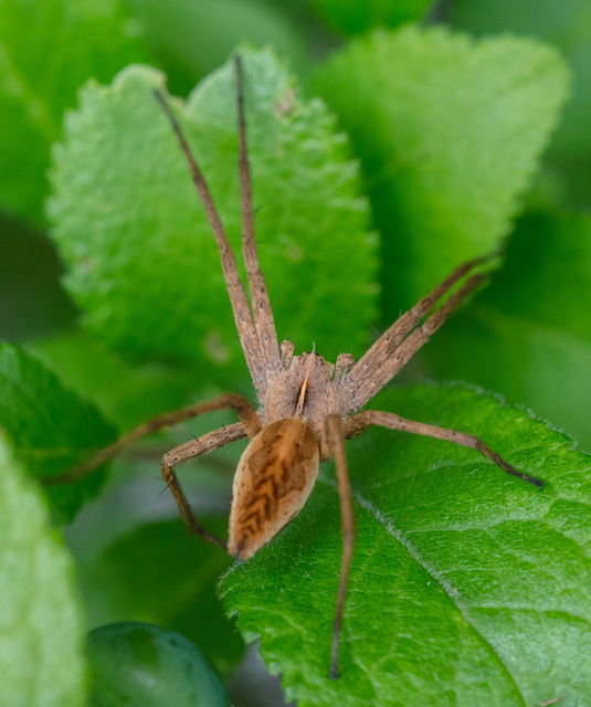 Pisaura mirabilis - csodáspók