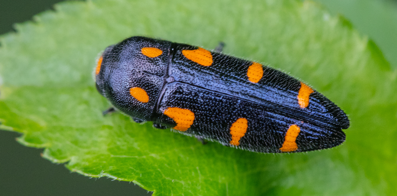 Ptosima undecimmaculata - sárgafoltos díszbogár