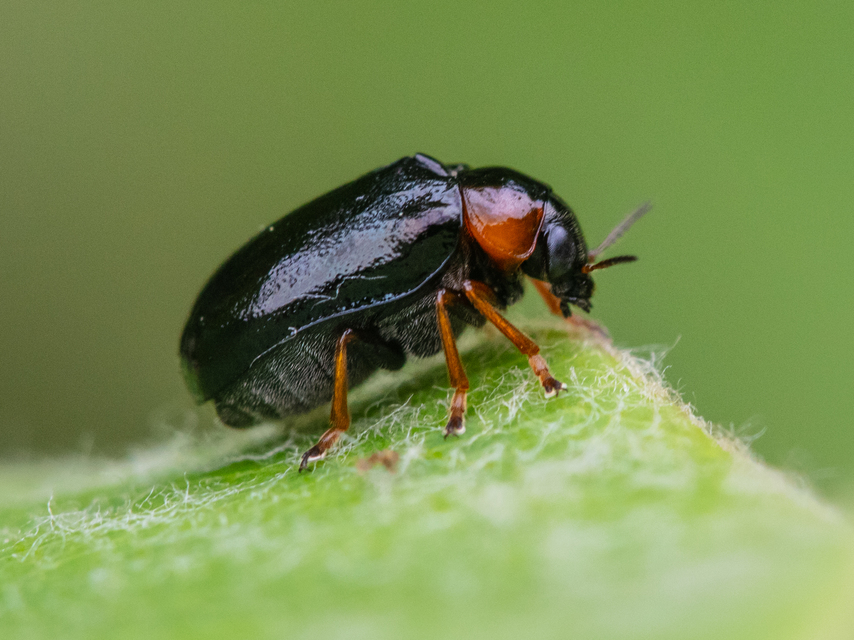 Smaragdina aurita - feketehátú zsáklevelész
