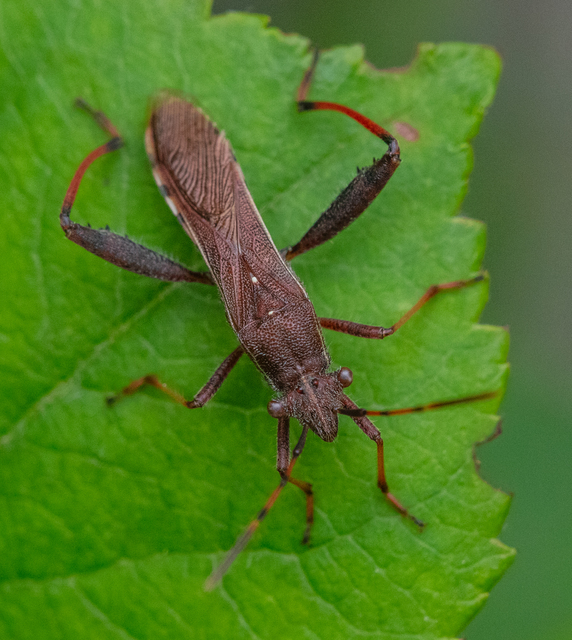 Camptopus lateralis - görbelábú karimáspoloska