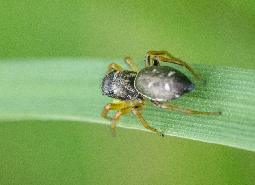 Heliophanus