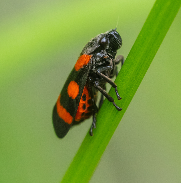 Cercopis sanguinolenta