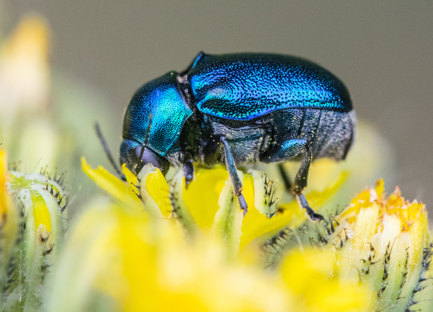 Cryptocephalus sericeus - nagy fészkesbogár