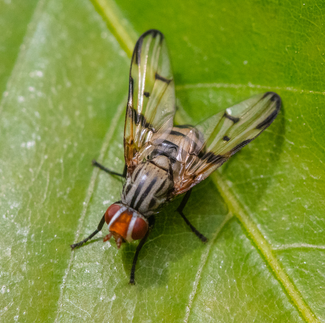 Otites formosa