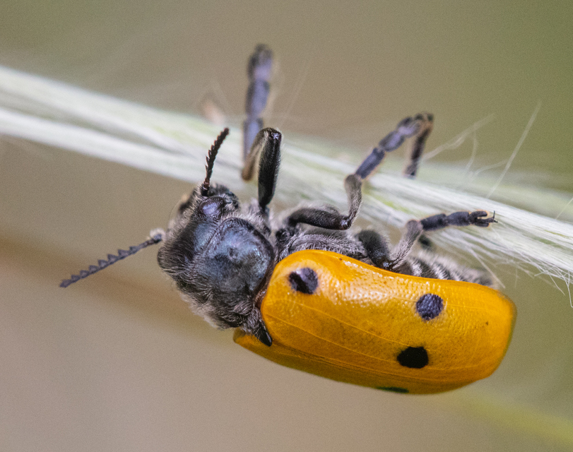Lachnaia sexpunctata - szőrösnyakú zsákhordóbogár