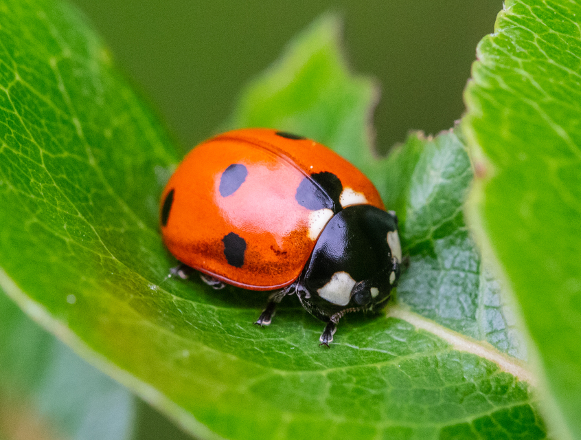 Coccinella septempunctata - hétpettyes katica