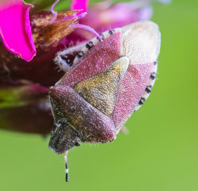 Dolycoris baccarum - közönséges bogyómászó-poloska