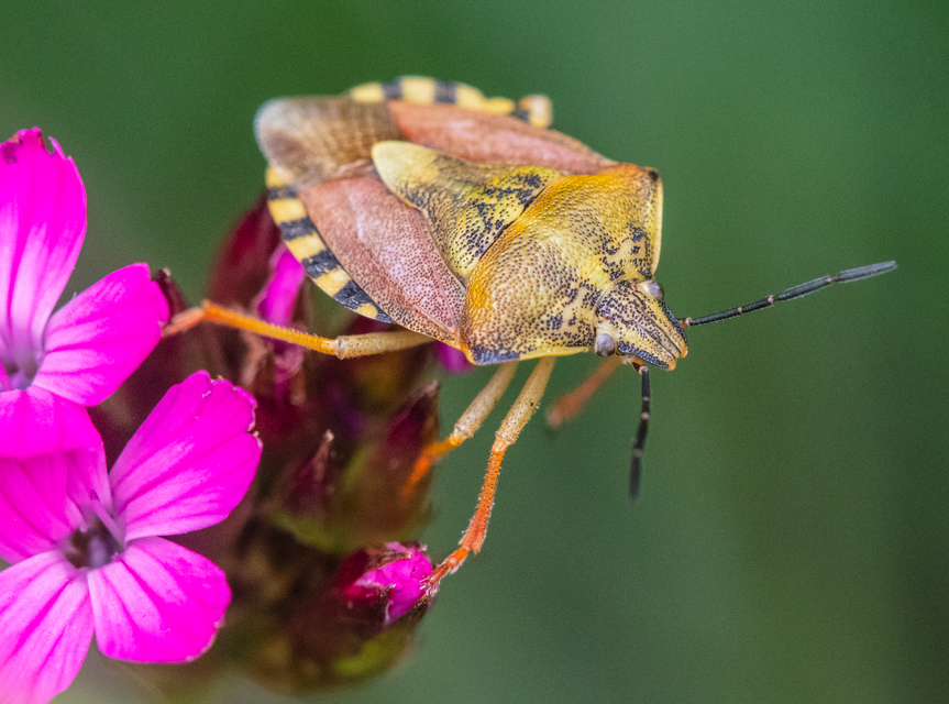 Carpocoris