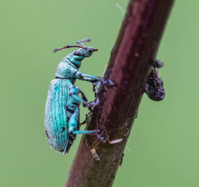 Phyllobius maculicornis - galagonya-levélormányos