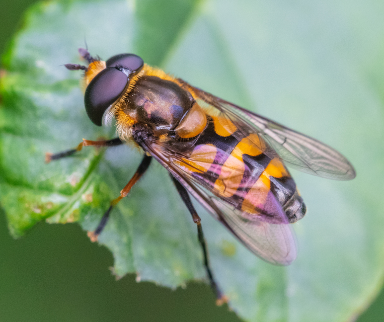 Didea fasciata - sárgafoltos lapospotrohúlégy