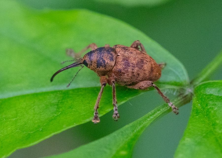 Curculio venosus - tarajos zsuzsóka