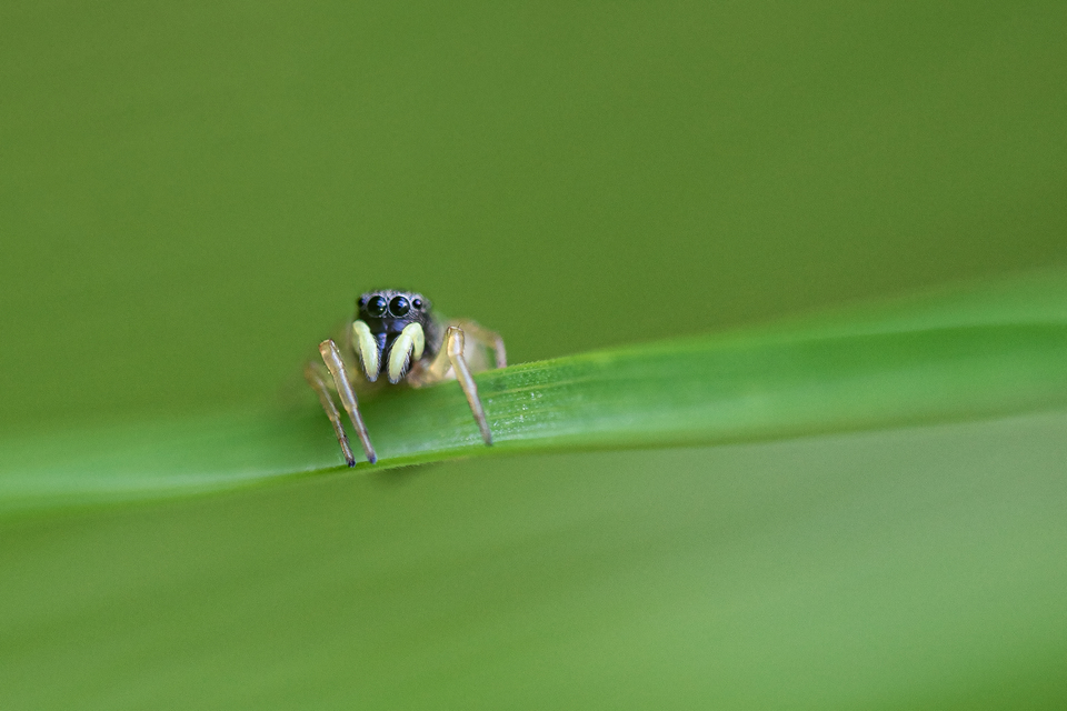Heliophanus