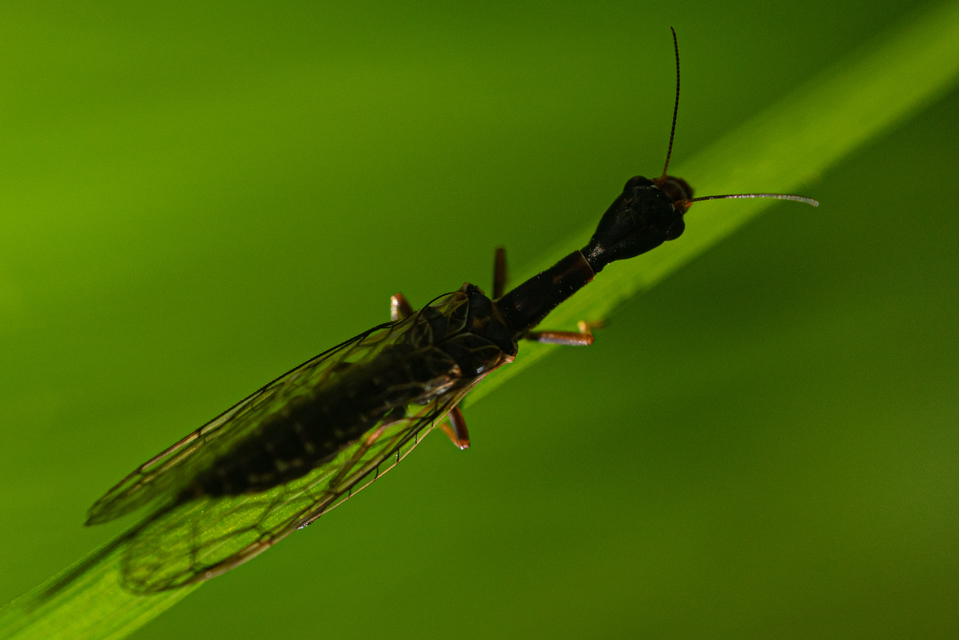 Raphidioptera - Tevenyakú-fátyolkák