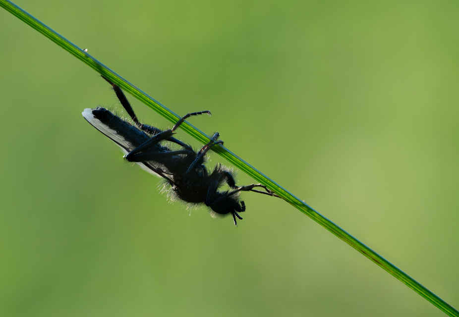 Bibionidae - bársonylegyek