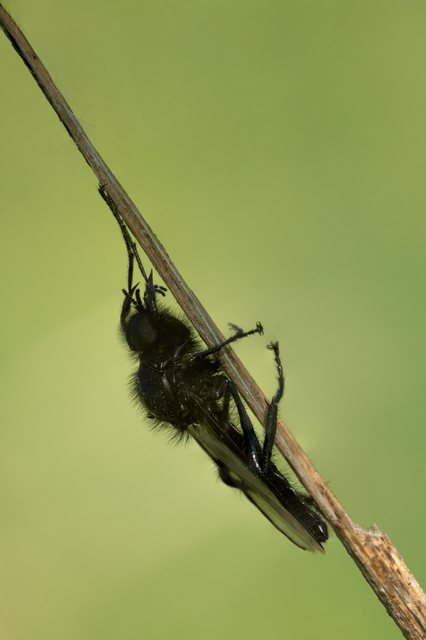 Bibionidae - bársonylegyek