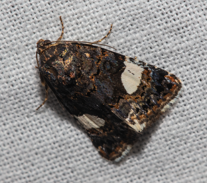 Tyta luctuosa - fekete nappalibagoly