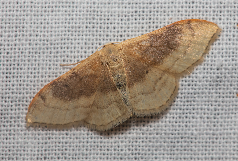 Idaea degeneraria - barnasávos araszoló