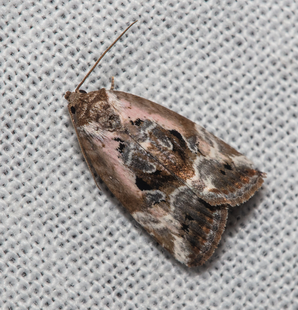 Hapalotis venustula - rózsaszínű mázasbagoly