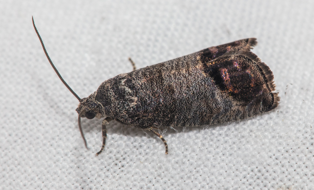 Cydia pomonella - almamoly