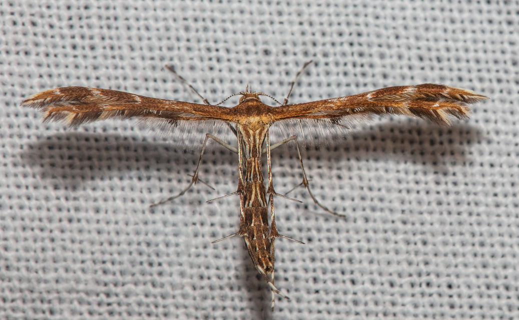 Pterophoridae - tollasmolyfélék