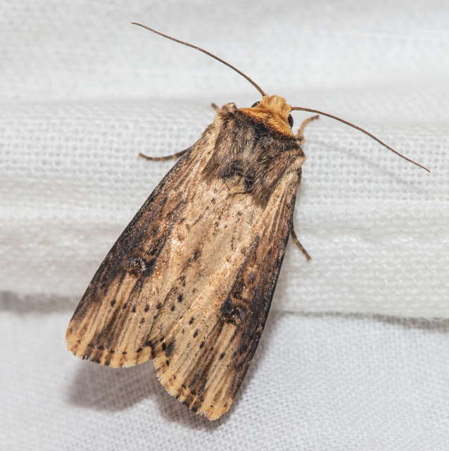 Axylia putris - vonalkás földibagoly
