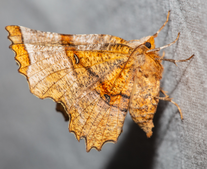 Selenia lunularia - egyfoltos holdasaraszoló