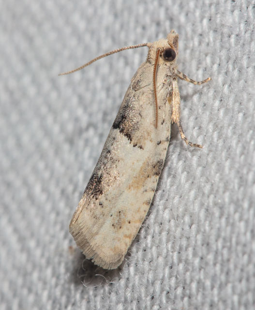 Epinotia bilunana - félholdas tükrösmoly