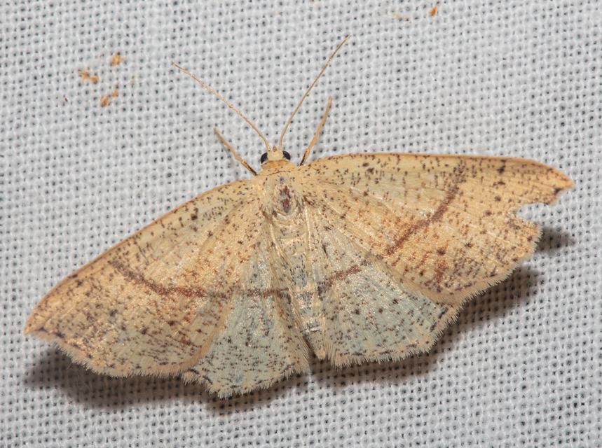 Cyclophora punctaria - sávos pettyesaraszoló